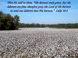 The Fields ARE White Unto Harvest! - ©2009 Greg Schermerhorn, All Rights Reserved.